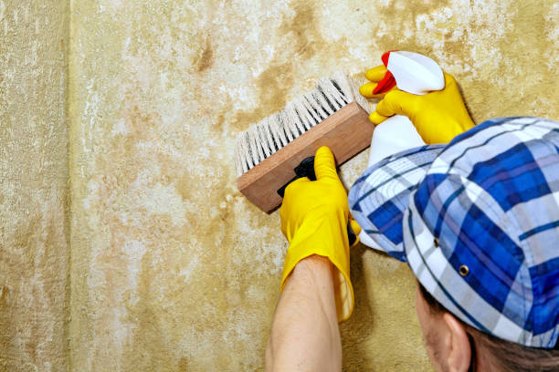 Best Real Estate Mold Inspection  in USA